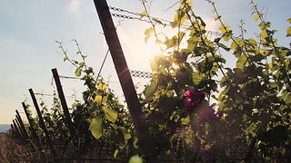 Pfalz Wine & Palestinian Flavors at Weingut Eymann