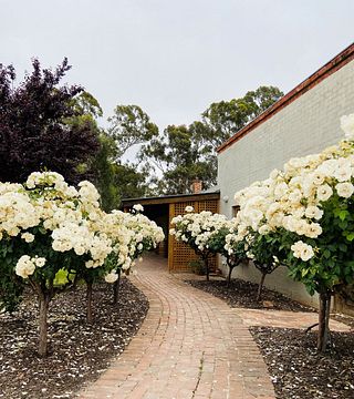 Pirathon Cellar Door 