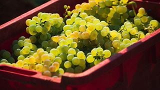 Istrian Wine & Delights at Pilato Estate
