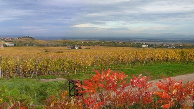 Dégustation de vins et visite chez Vin Becker