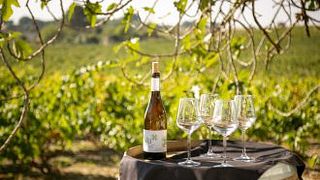 Experiencia de vino en Celler Mas Bella