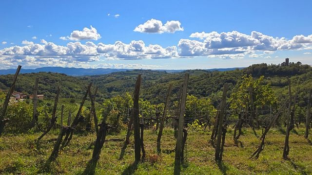 Promenade et dégustation de vins au Pintar Wine & Guest Estate