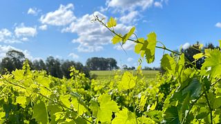 Privat heldags vintur i Hunter Valley