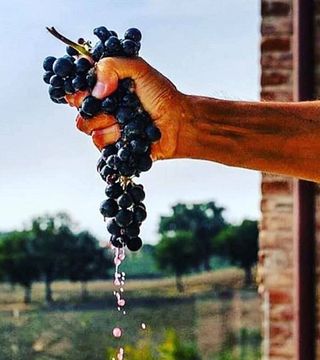 Degustazione e tour di vini premium presso l'azienda vinicola Djurdjic