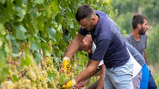 Batasiolo Winery