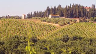 Premium-Weinprobe und Tour bei Cantine Guidi 1929