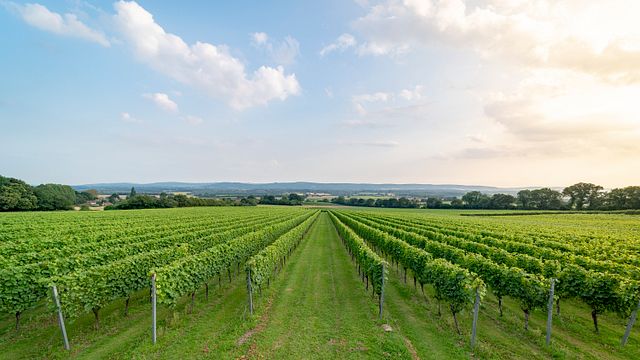 Degustazione di vini alla Roebuck Estate