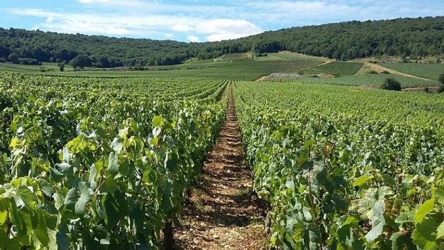 Weinprobe und Tour im Domaine de la Choupette | Gutrin Fils