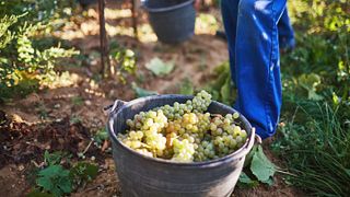 Visite et dégustation au Weingut Kittenberger