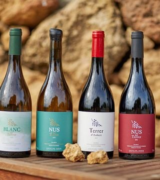 Vineyard Tour & Wine Tasting Experience