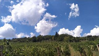 Wine Tasting and Tour at Vallerosa Bonci