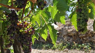 Weinleseerlebnis mit toskanischem Mittagessen und Weinbegleitung