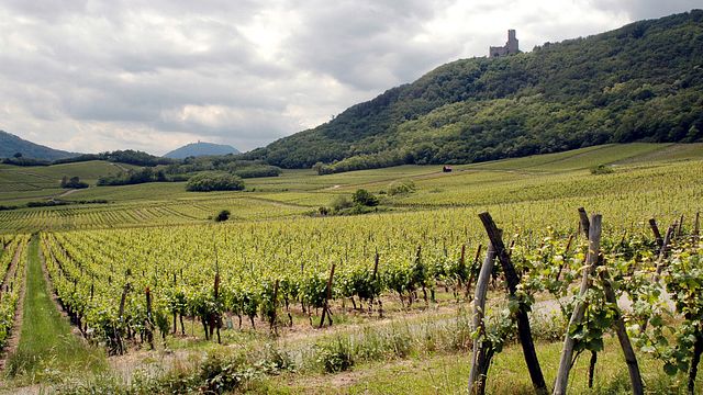 Cata de vinos y visita guiada en Frey