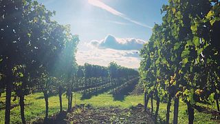 Degustazione di vini e visita presso Eppelmann