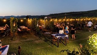 Wine tasting and tour at Azienda Agricola Vicentini Agostino