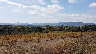 Premium Wine Tasting at Domaine des Trinités