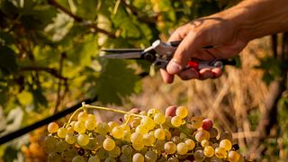 Soave- und Valpolicella-Weinprobe in der Cantina del Castello
