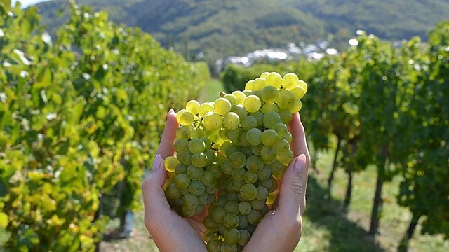Degustazione di vini e visita alla Weingut Gorges-Müller