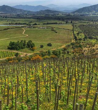Degustazione e tour alla scoperta di Viña Koyle