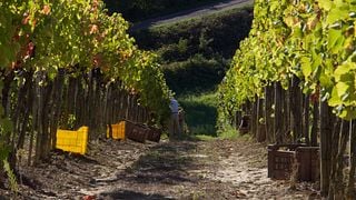 Wine Tasting and Cellar Visit at Tenuta Castelnuovo Tancredi
