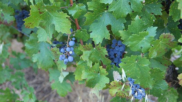Dégustation de vins et visite du vignoble Dragonridge