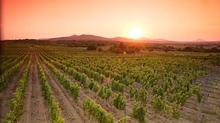 Weingutbesichtigung und Weinprobe im Weingut Magura
