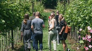 Cata de vinos y tour en Wijndomein Helshoven