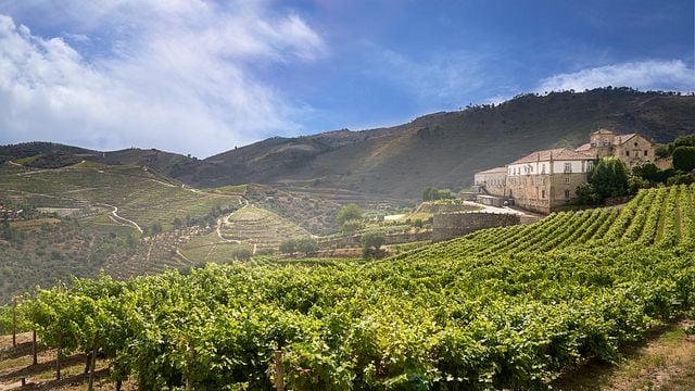 Visite et dégustation au domaine viticole Kranemann