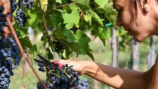 Harvest Grapes & Stomp Wine Like Italians in Lombardy