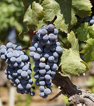 Descorche el pasado: cata de vinos exclusiva en una bodega histórica