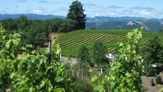 BobDog Wines