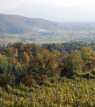 Podravska Wine Journey: Špančeva Zidanica Tasting & Tour