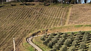 Cata de vinos y visita guiada a la bodega Società Agricola Podere Riosto