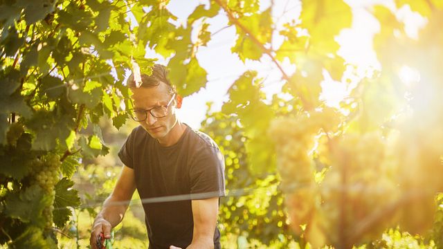 Weingut Kittenberger