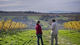 Ab Krakau: Weinprobe im Weinberg