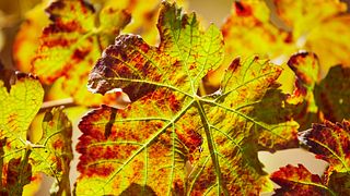 Visite d'immersion dans le vin