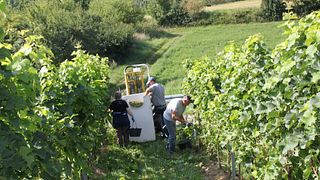 Weingut Lother