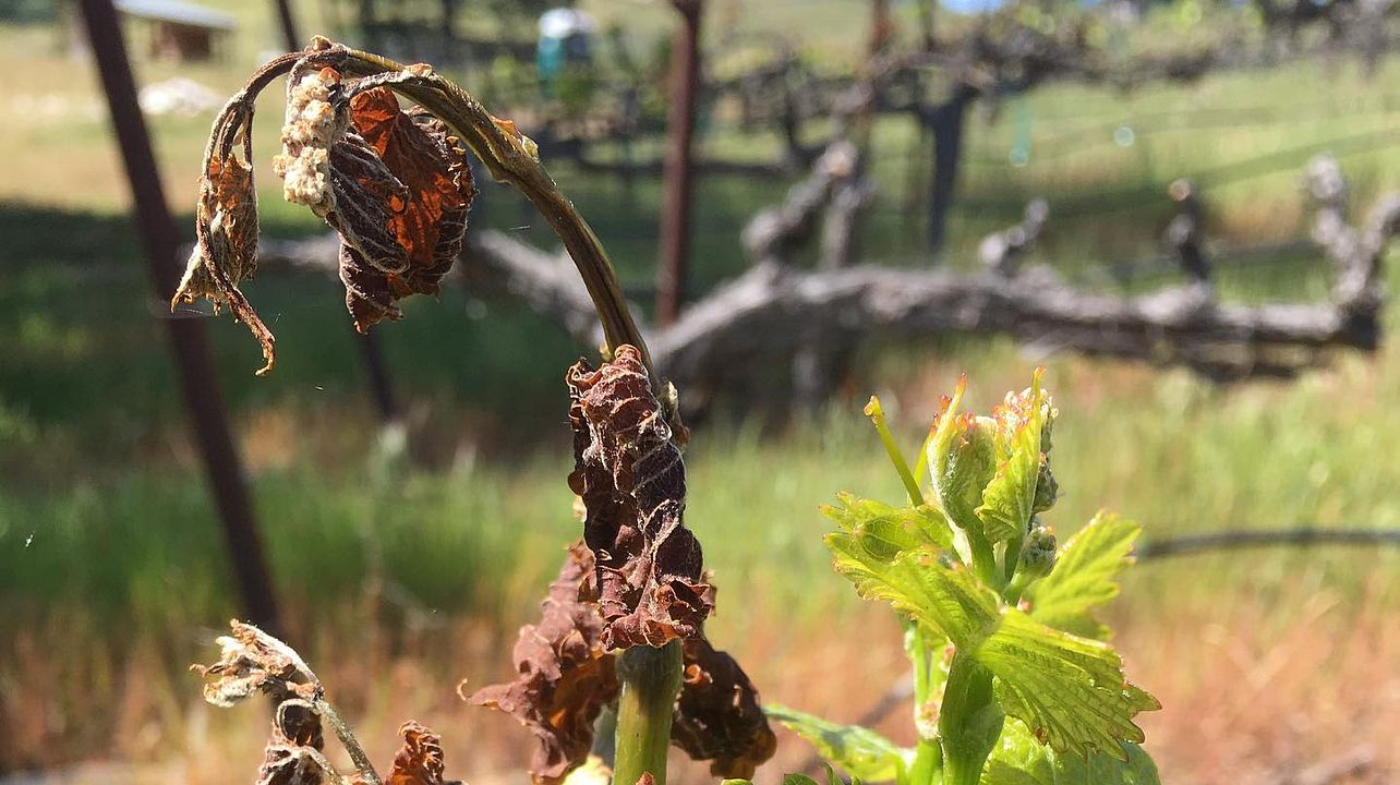 Wine Tree Farm & Corinne Wines