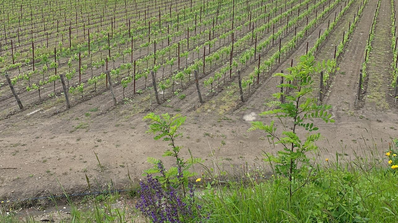 Tour dei vigneti, degustazione di vini e pranzo tipico nella zona di Trieste