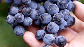 Emilia-Romagna Wine & Vineyard Tour at Cleto Chiarli