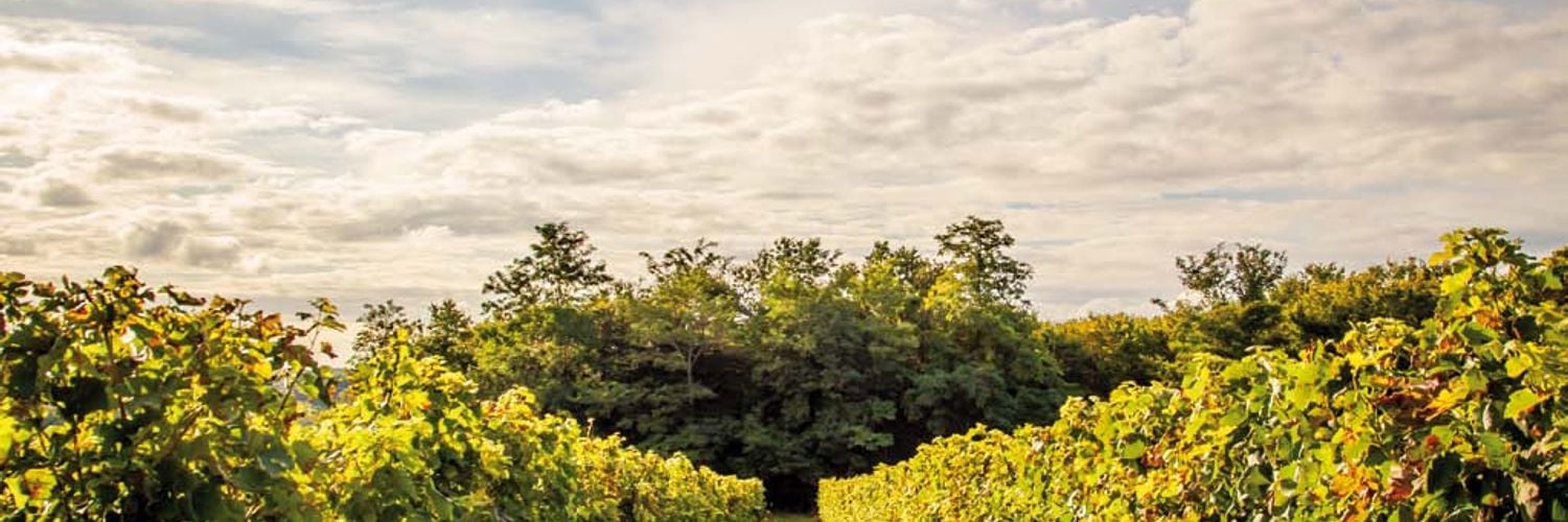 Wine Tours From Bordeaux