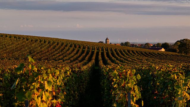 Champagne Rodez