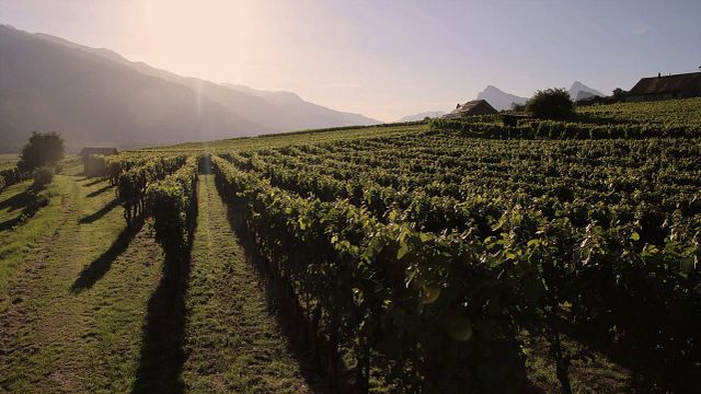 Cata de vinos y visita guiada en Weingut zur alten Post