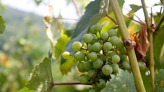 Weinprobe im biodynamischen Weingut Casa Wallace