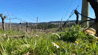 GASTRONOMIC EXPERIENCE IN THE PRIOR VINEYARD