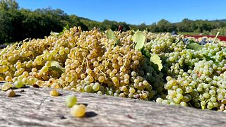 Languedoc-Roussillon Wine Journey at Domaine De Saint Cels