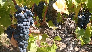 Domaine De Saint Cels