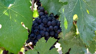 Tuscan Wine & Olive Experience at Fattoria Camporignano 