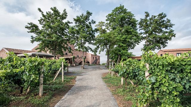 Dégustation de vins et déjeuner/dîner léger « Sciara »