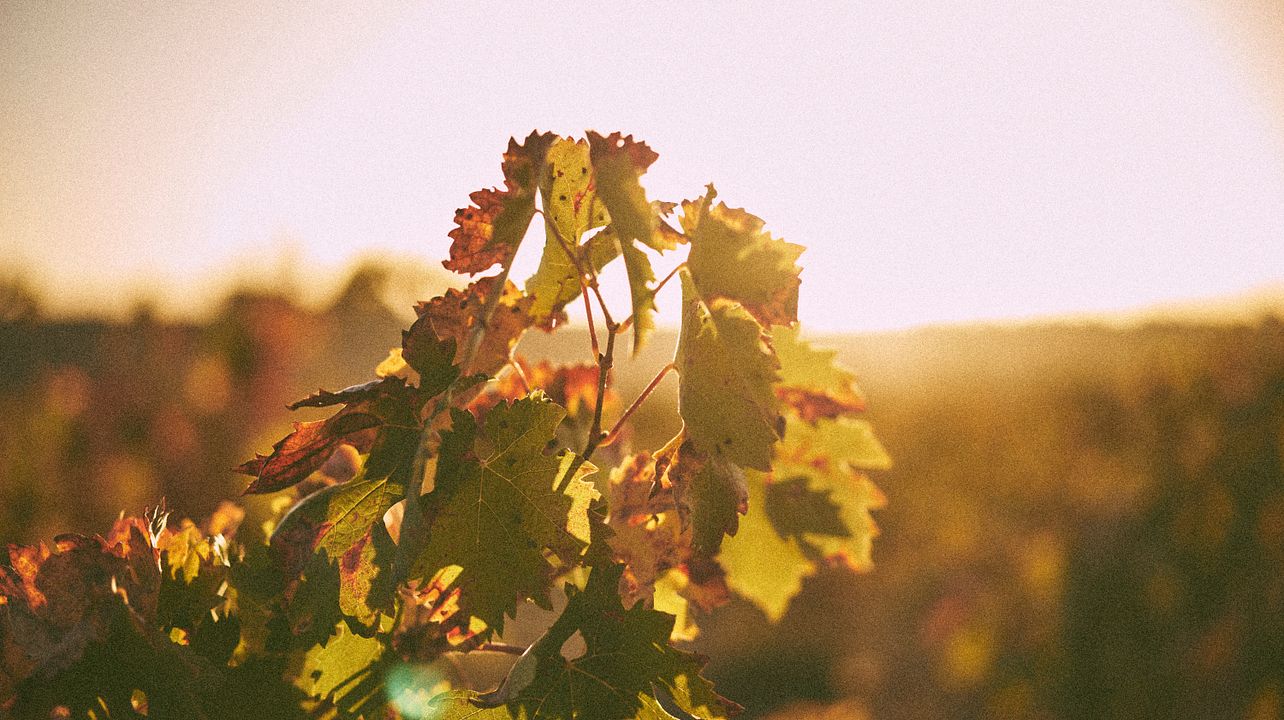 VINPROVNING I EN UNDERJORDISK VINGÅRD